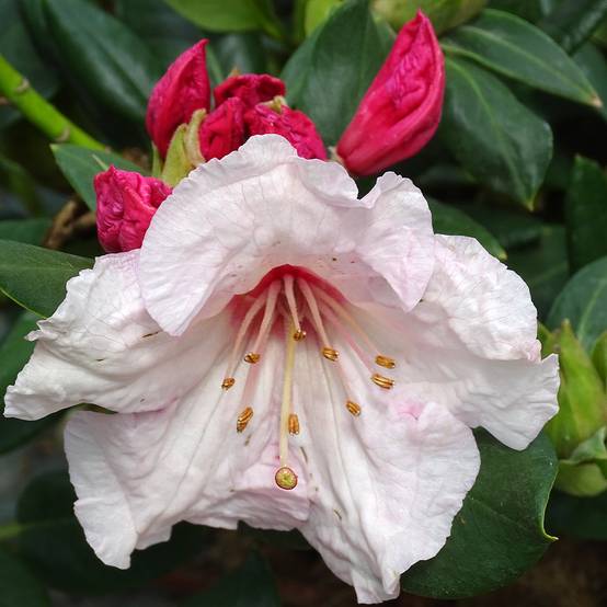 Rhododendron Virginia Richards - Petit Rhododendron Pot de 4L/5L - Image 1