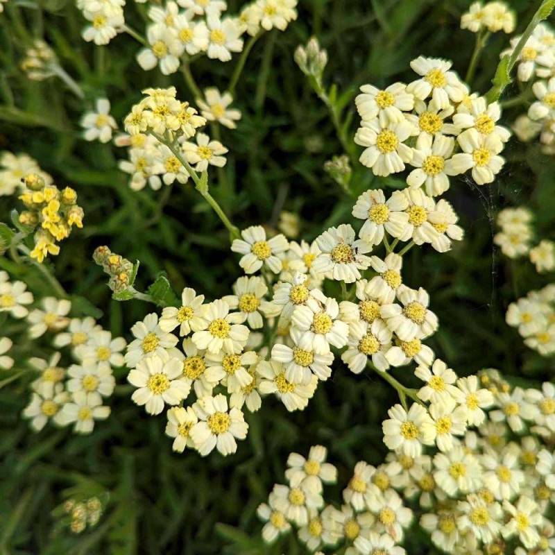Achillée King Edward à fleurs Jaune - feuillage Caduc - Godet - 5/20 cm-  hauteur à maturité De 0,15 m à 0,50 m - Imagen 1