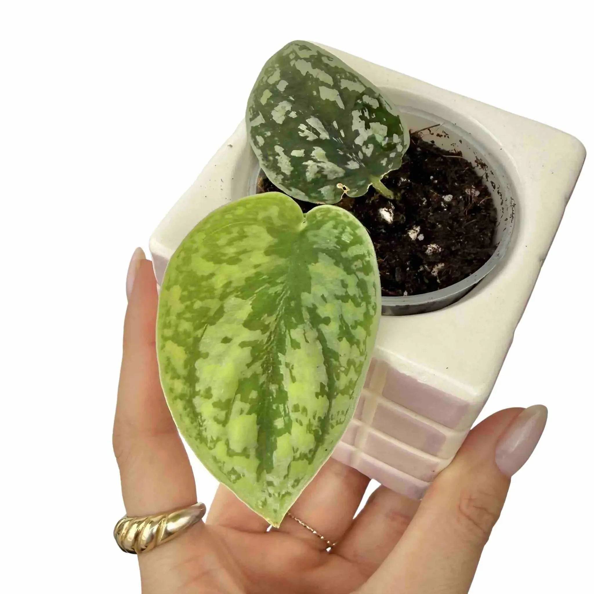 Scindapsus Tricolor Silver - Pot de 6cm - Plantes d'intérieur
