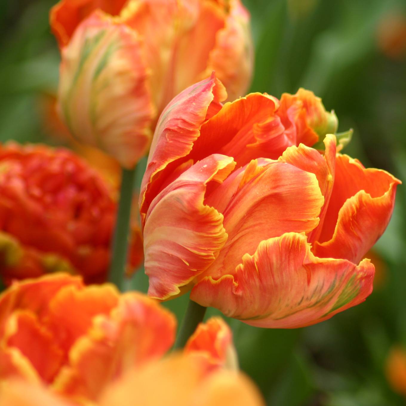 Promesse de Fleurs - Tulipe Perroquet Professor Röntgen Bulbe calibre 12 (par 6)