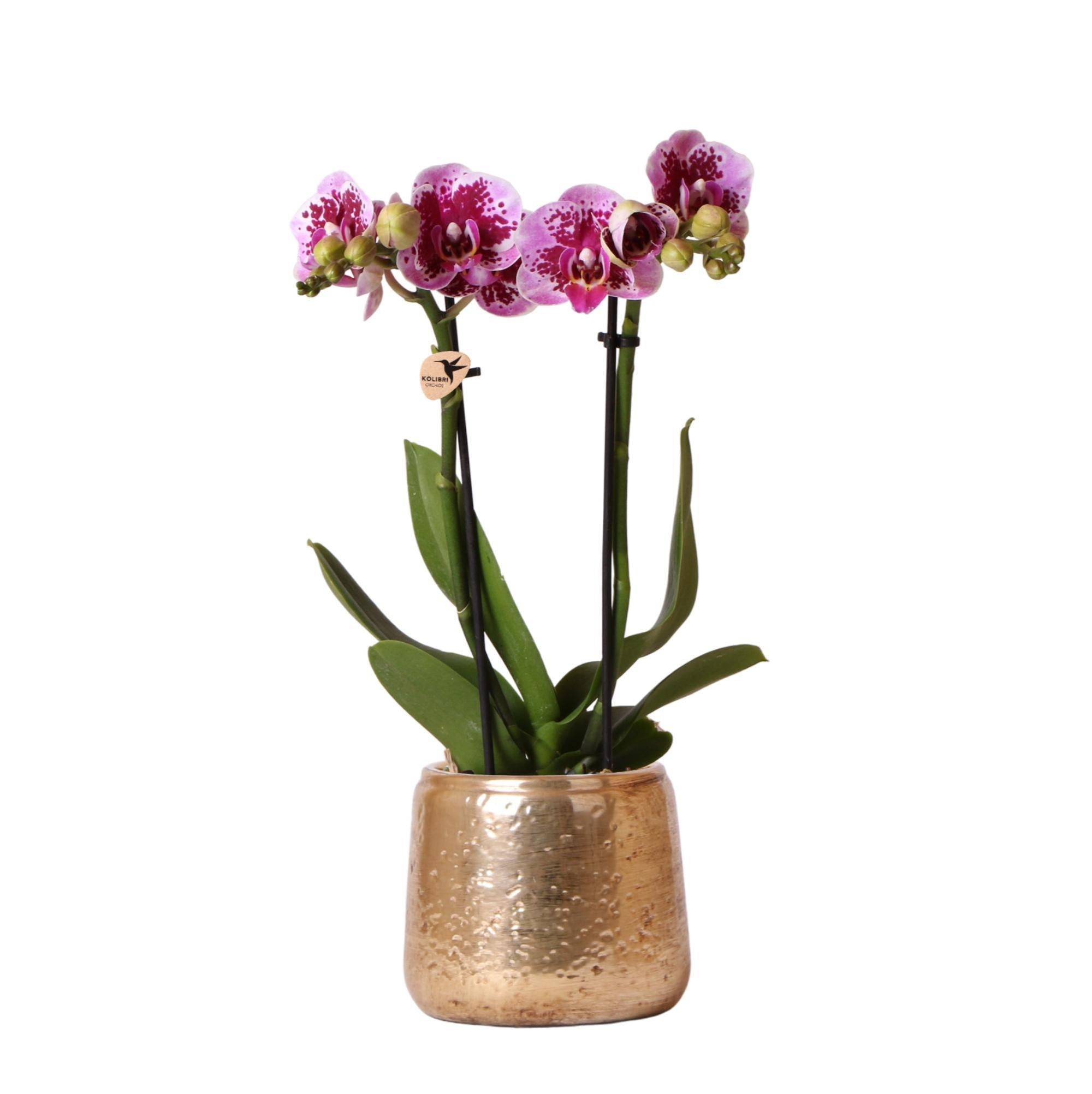La Green Touch - Orchidée Phalaenopsis rose pourpre et son cache-pot en or - h35cm, Ø9cm - plante d'intérieur fleurie 35cm - Plante d'intérieur- La Green Touch - Imagen 3