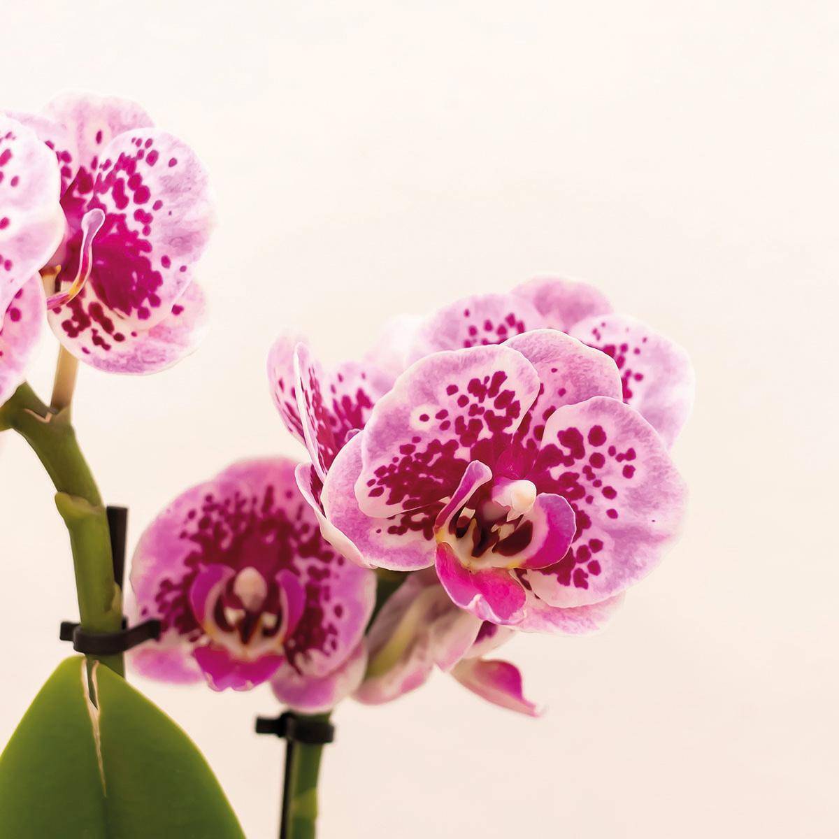 La Green Touch - Orchidée Phalaenopsis rose pourpre et son cache-pot en or - h35cm, Ø9cm - plante d'intérieur fleurie 35cm - Plante d'intérieur- La Green Touch - Imagen 2