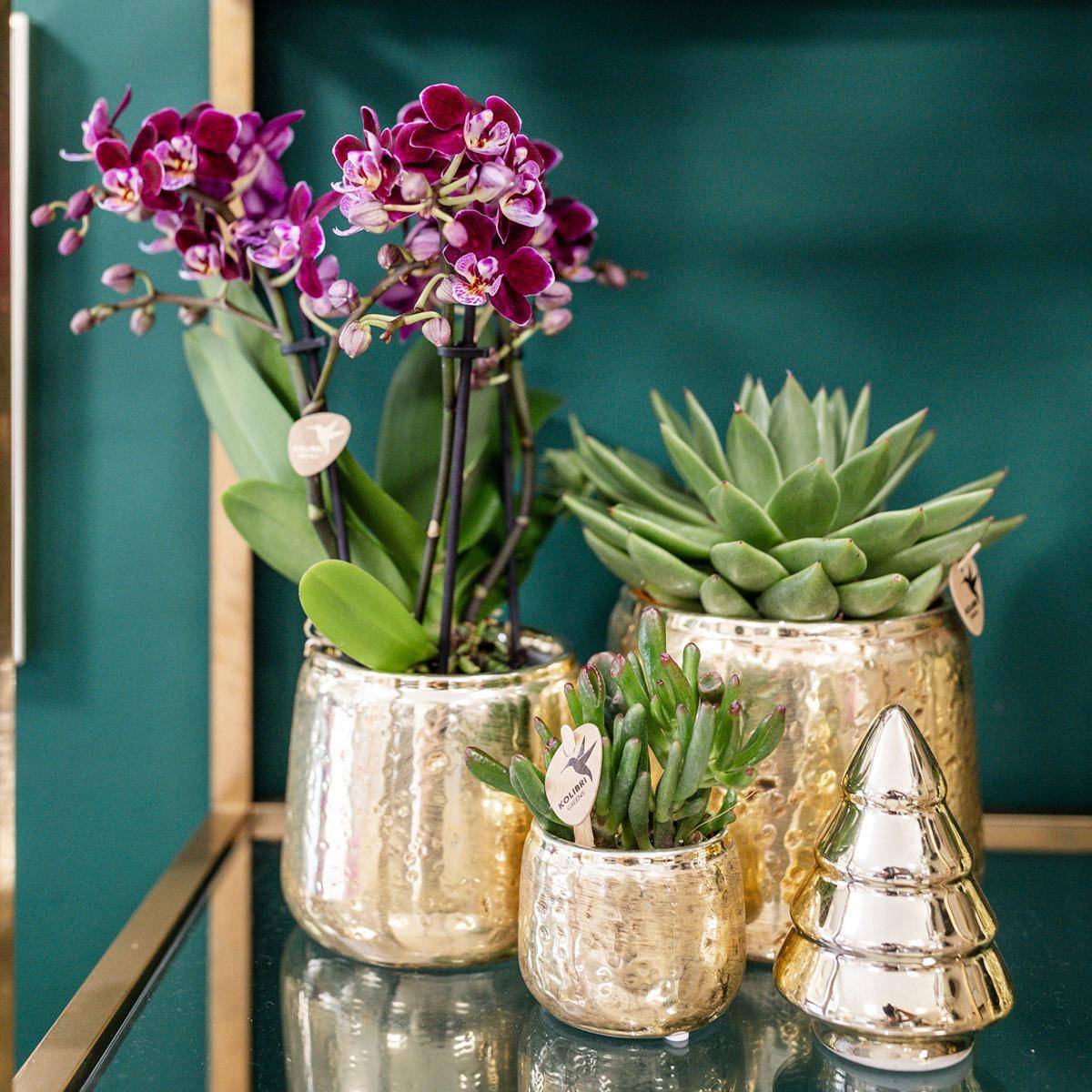 La Green Touch - Orchidée Phalaenopsis rose pourpre et son cache-pot en or - h35cm, Ø9cm - plante d'intérieur fleurie 35cm - Plante d'intérieur- La Green Touch - Imagen 1