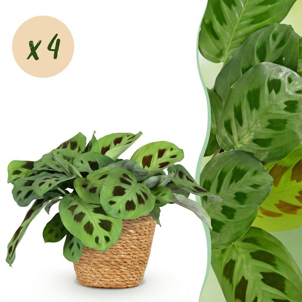 Maranta Fascinator Kerchoveana - H35cm - Image 2
