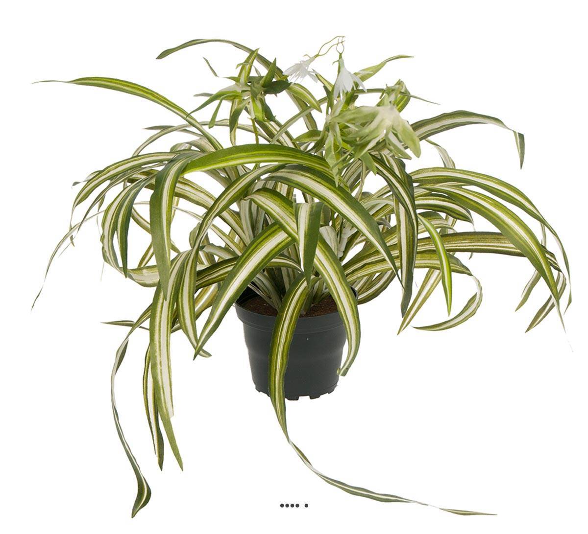 Artificielles - Chlorophytum plante artificielle en pot H 35 cm très dense - Imagen 1