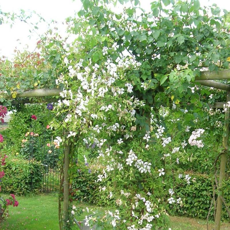Clématite viticella Maria Cornelia® 'Zomacor' à fleurs Blanche - feuillage Caduc - Pot de 2L - Tuteur bambou 60/90 cm-  hauteur à maturité De 3,00 m à - Imagen 6