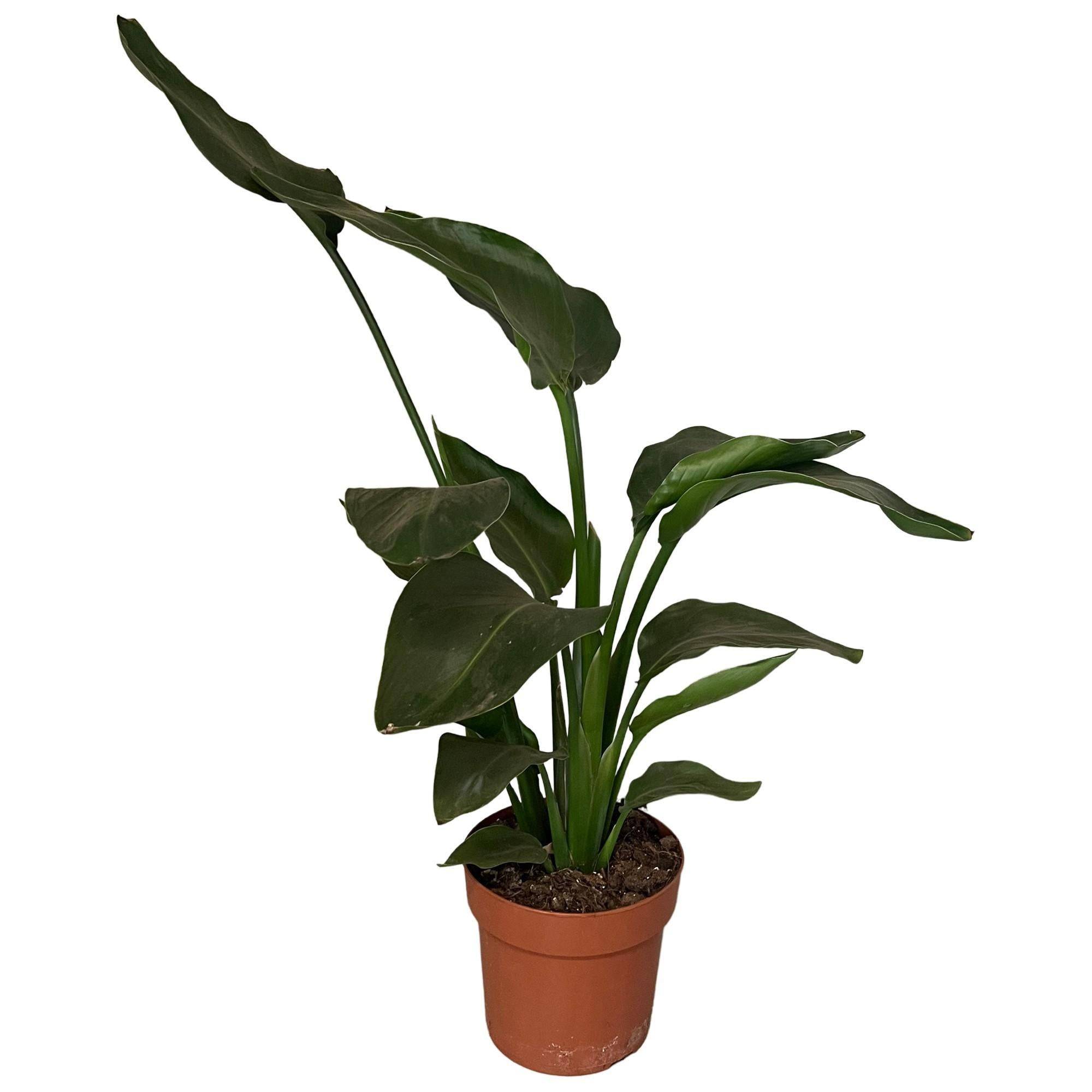 La Green Touch - Strelitzia Nicolai 2pp - D17 H65cm