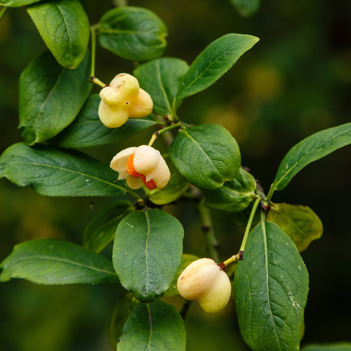 Euonymus europaeus Albus - Fusain d'Europe Pot de 7,5L/10L - Image 1