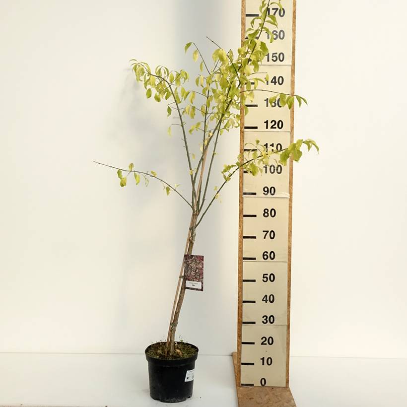 Euonymus europaeus Albus - Fusain d'Europe Pot de 7,5L/10L - Image 2