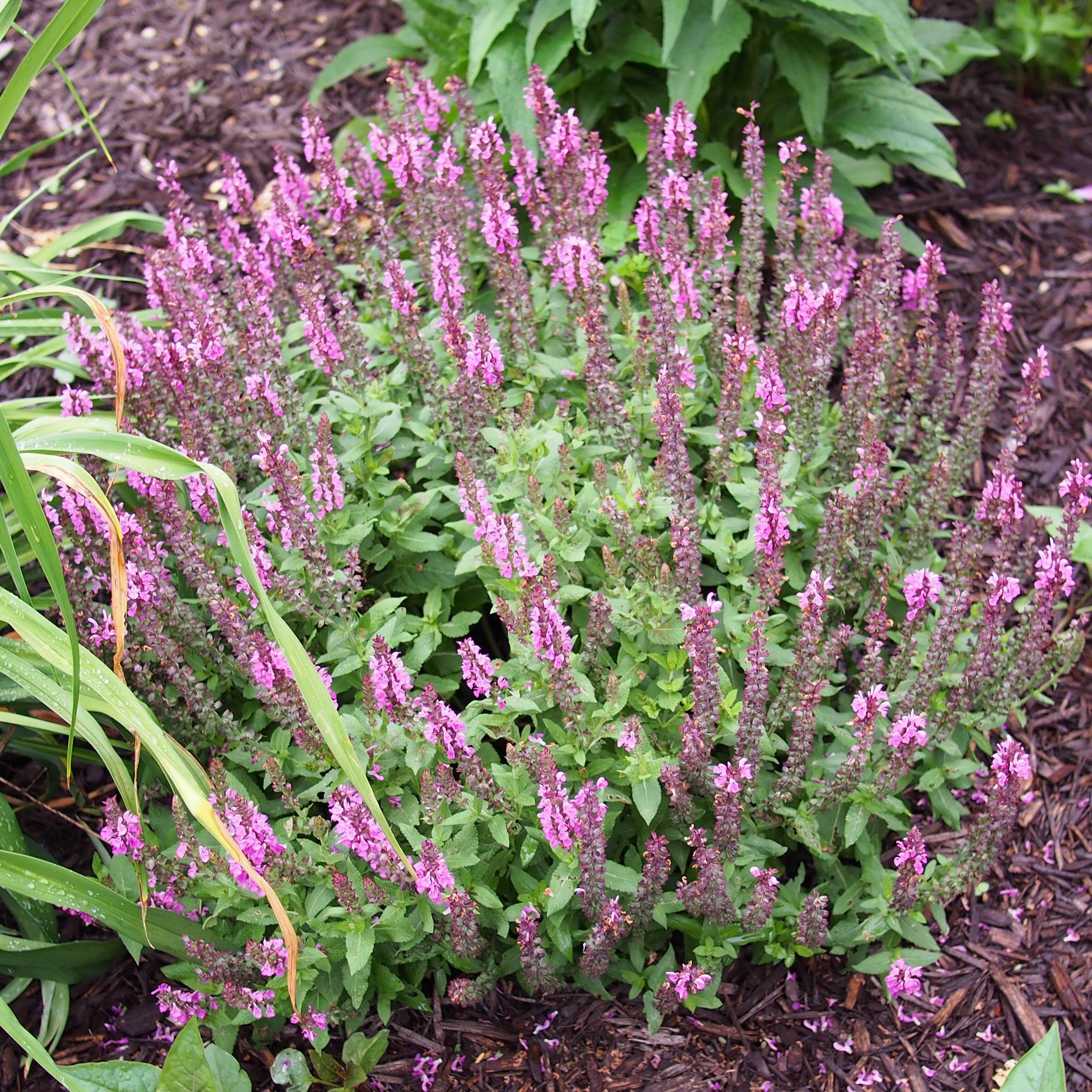 Promesse de Fleurs - Salvia nemorosa Sensation Rose - Sauge des bois rose clair Godet de 8/9 cm