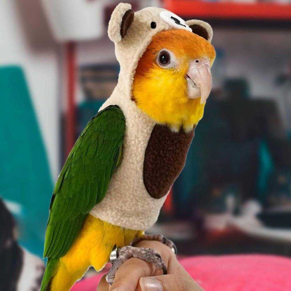 Pantalon de pigeon pour oiseaux DtopbuyAge - Image 2