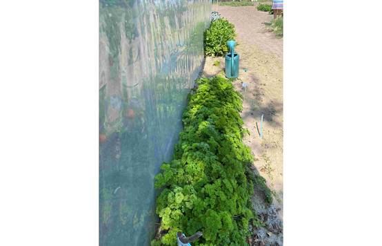 Serre tunnel de jardin - 22,5m² - 3 x 7,5 m - pieds droits - haute résistance à petit prix - LES SERRES TONNEAU - Image 10
