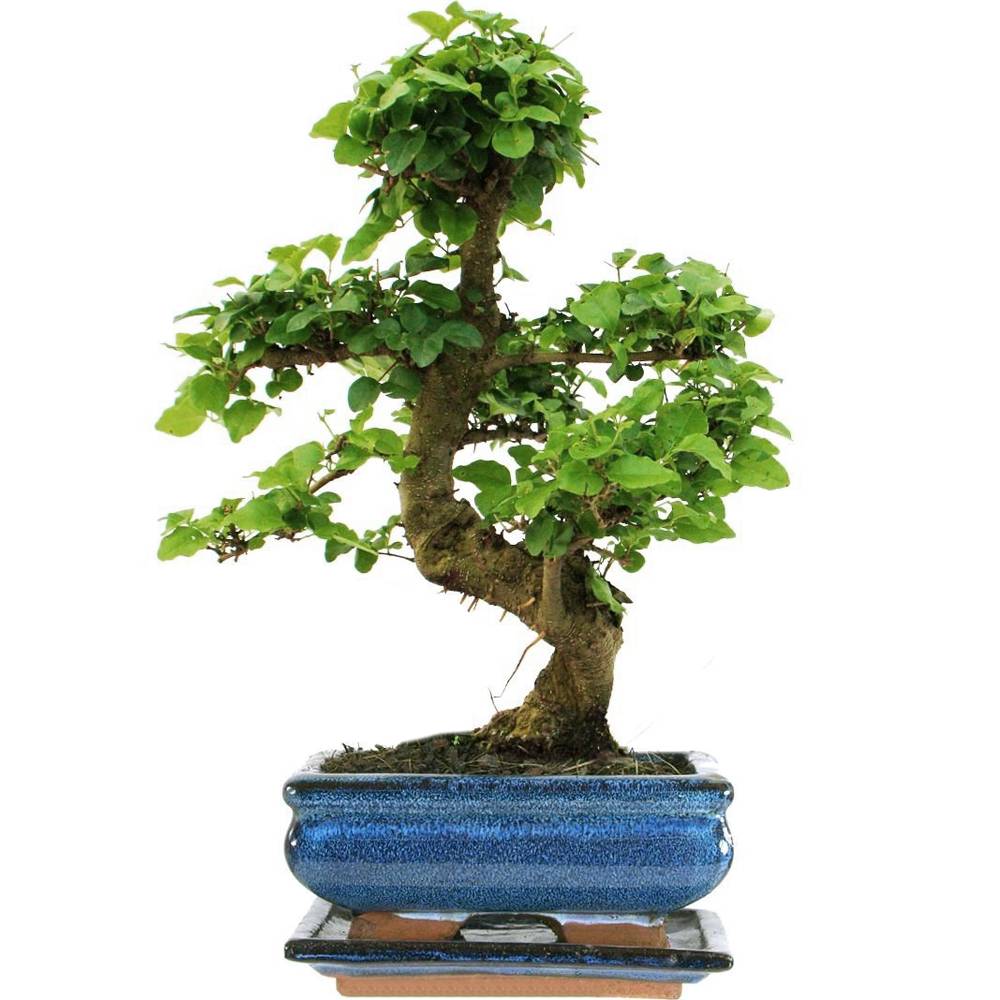 Gardenersdream - Arbre Bonsai Ligistrum Plante D’Intérieur En Pot De 15Cm - GardenersDream