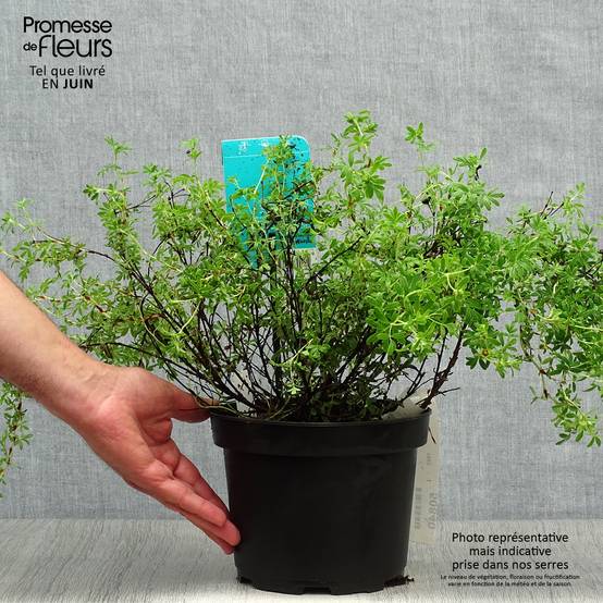 Potentilla fruticosa Goldfinger - Potentille arbustive Pot de 3L/4L - Image 2