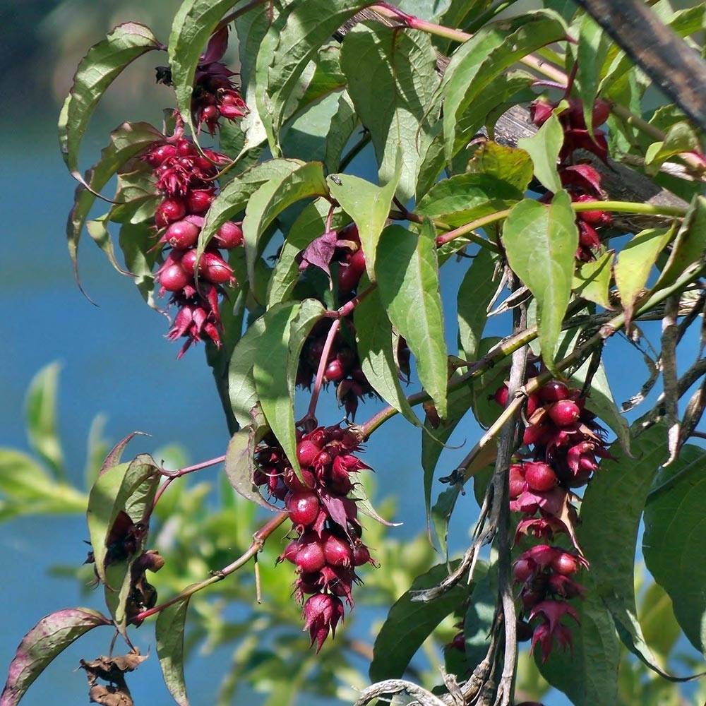 Arbre aux faisans - Leycesteria formosa Pot de 2L/3L