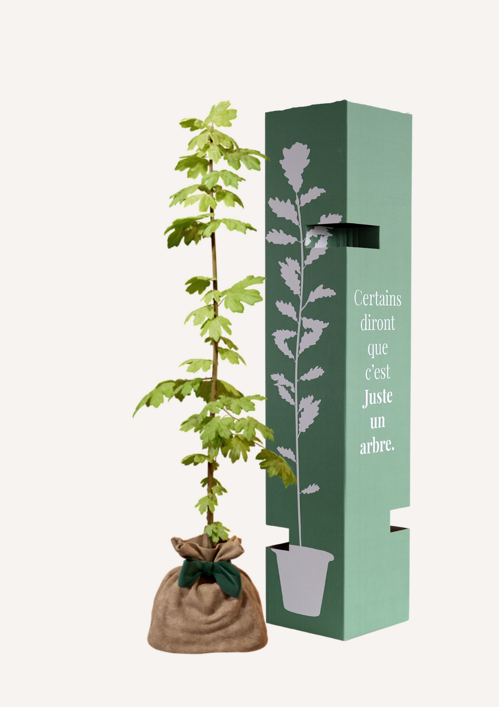 Juste Un Arbre - JUSTE UN ARBRE. – Érable champêtre | Idée cadeau nature pour naissance, mariage, anniversaire – Arbre élégant pour jardins et grands espaces. - Imagen 2