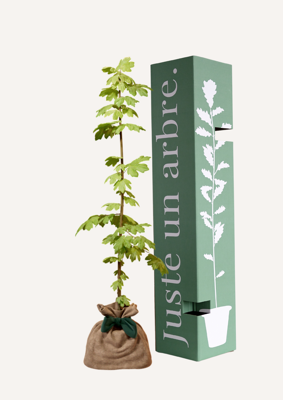 Juste Un Arbre - JUSTE UN ARBRE. – Érable champêtre | Idée cadeau nature pour naissance, mariage, anniversaire – Arbre élégant pour jardins et grands espaces. - Imagen 1