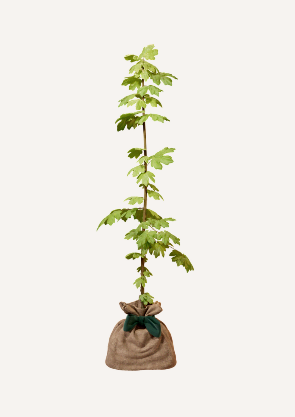 Juste Un Arbre - JUSTE UN ARBRE. – Érable champêtre | Idée cadeau nature pour naissance, mariage, anniversaire – Arbre élégant pour jardins et grands espaces. - Imagen 3