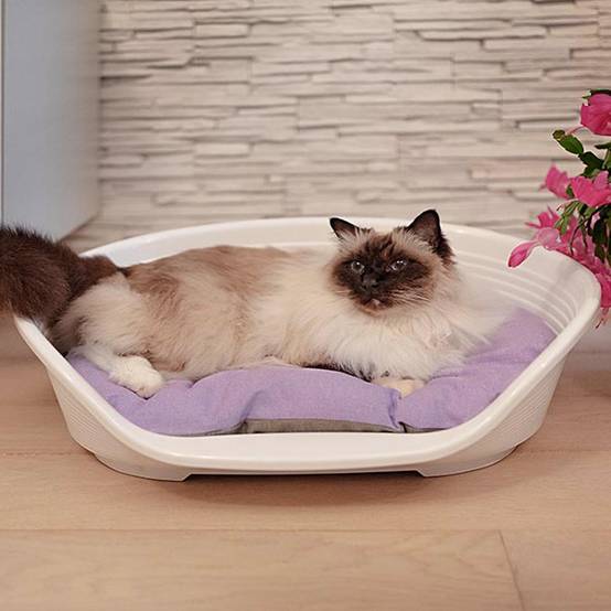 Ferplast - FERPLAST - Panier Chien Panier Chat - Lit pour Chien en Plastique Small - 100% Plastique Recyclé - Lit pou Chat Lavable - Respirant Antidérapant - - Image 5