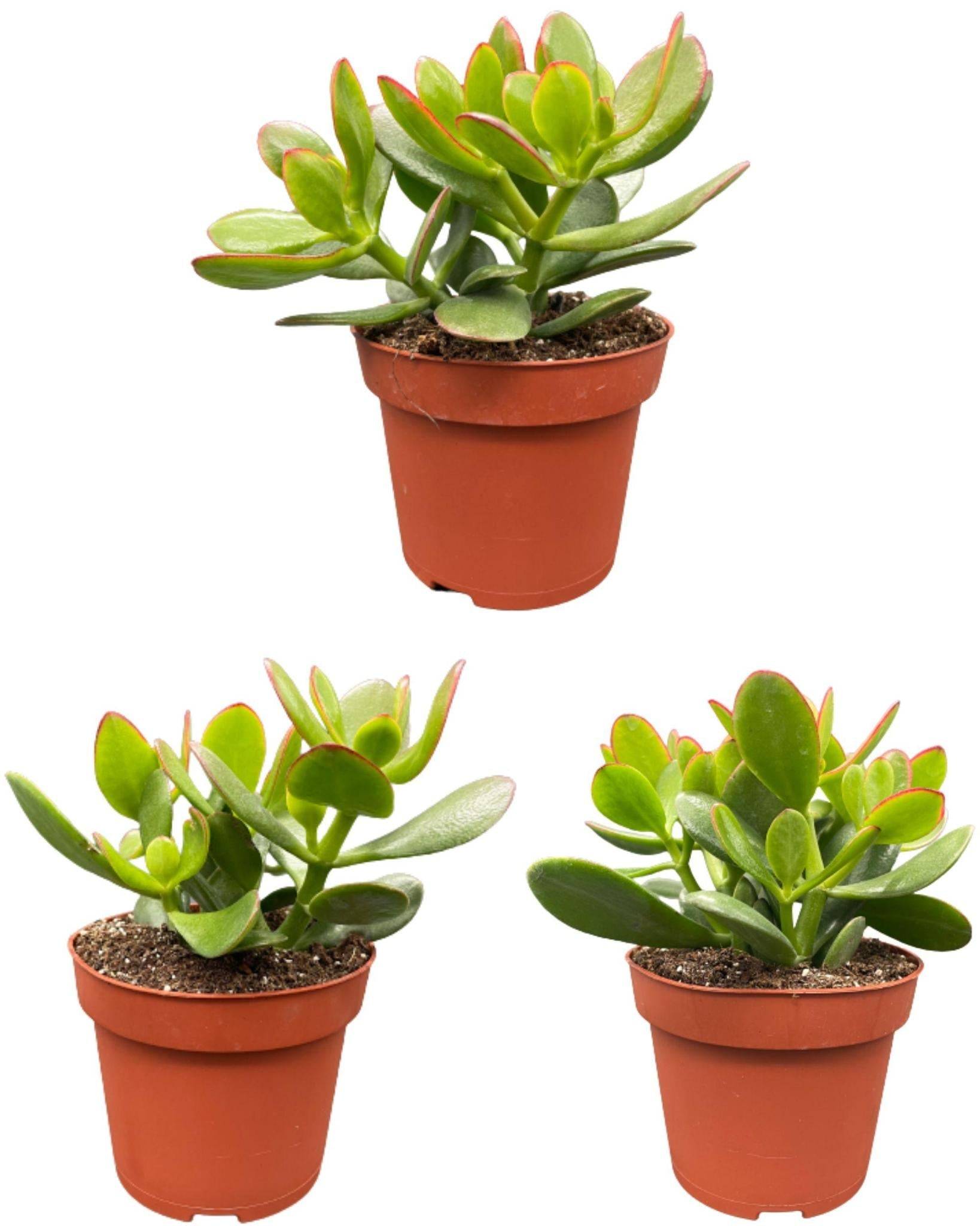 La Green Touch - Crassula Ovata - Lot de 3 Succulentes- La Green Touch - Imagen 1