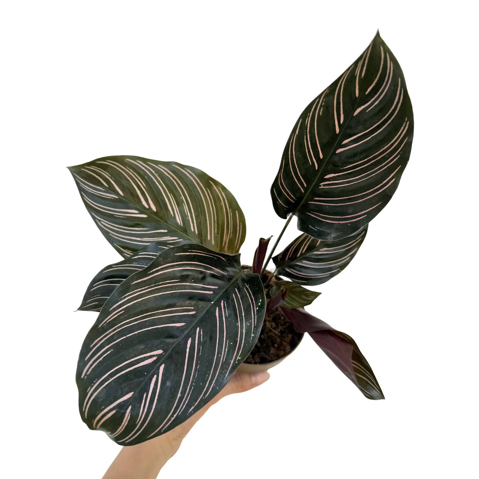 Calathea Ornata - Pot de 11cm - Plantes d'intérieur - Image 1