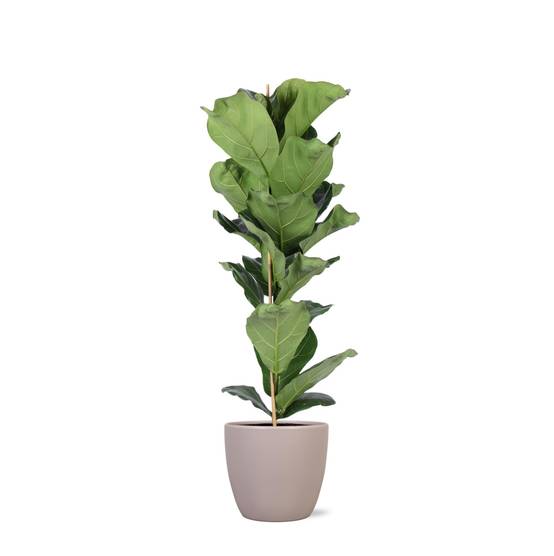 Ficus Lyrata et son pot- La Green Touch Taupe - Hauteur 90cm