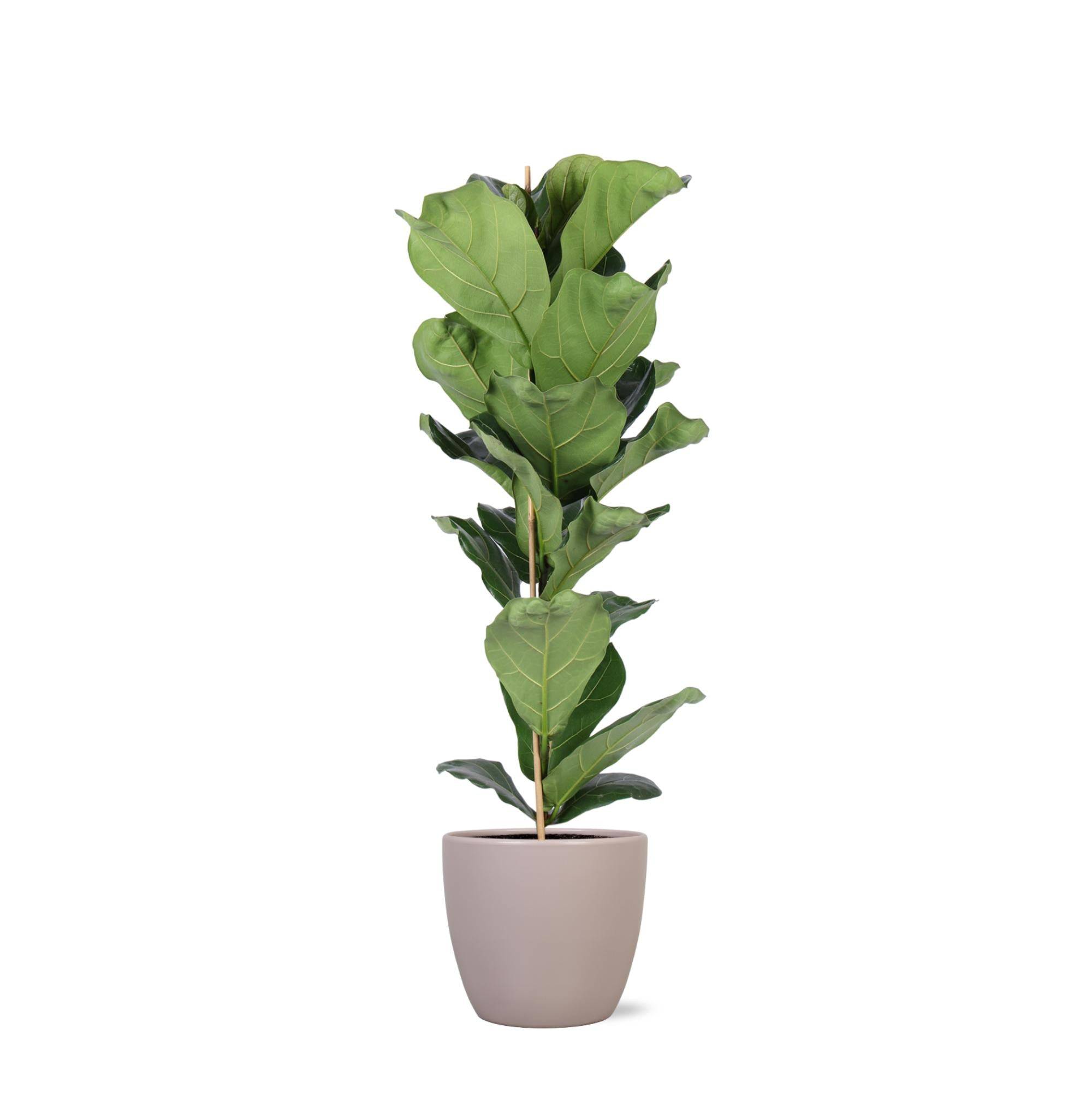 Ficus Lyrata et son pot- La Green Touch Taupe - Hauteur 90cm