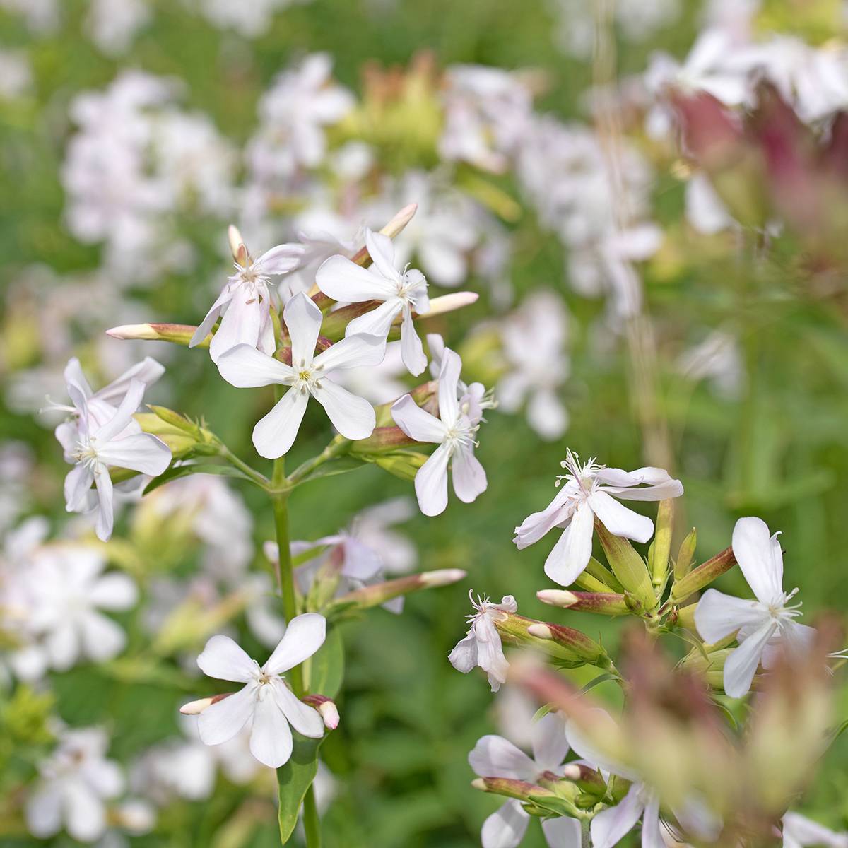 Graines de Saponaire officinale Graciella White - Saponaria officinalis le sachet de 30 graines environ