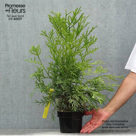 Promesse de Fleurs - Thujopsis dolabrata Variegata Pot de 2L/3L - Image 2