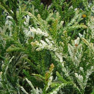 Thujopsis dolabrata Variegata Pot de 2L/3L