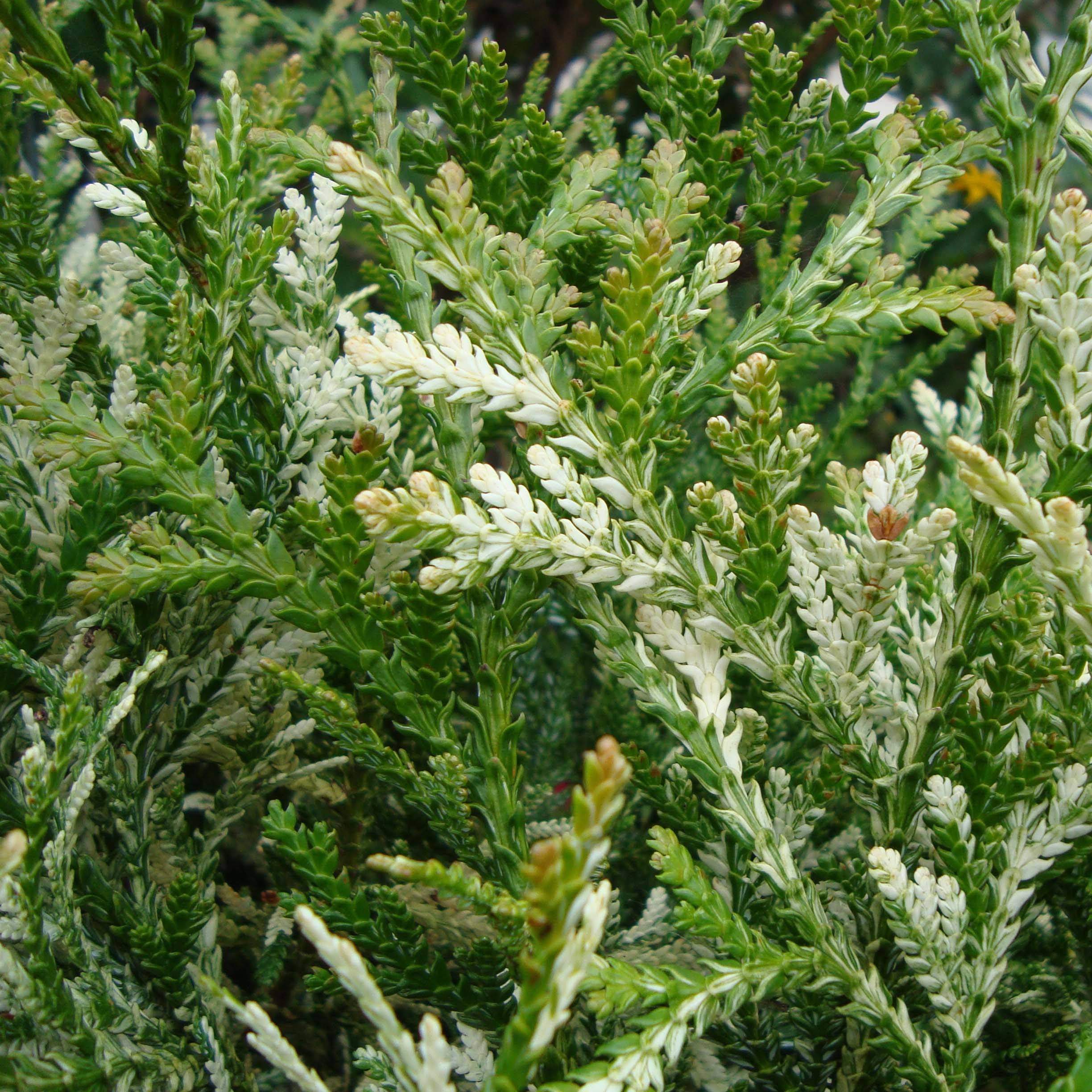 Promesse de Fleurs - Thujopsis dolabrata Variegata Pot de 2L/3L - Image 1