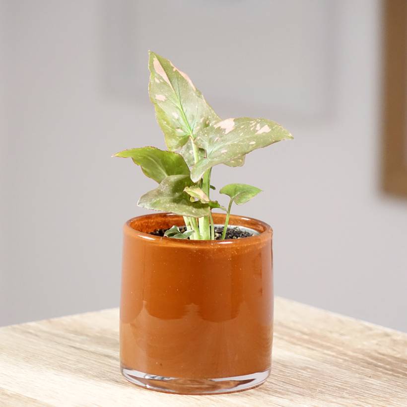 Promesse de Fleurs - Syngonium Pink Splash Mini-plante