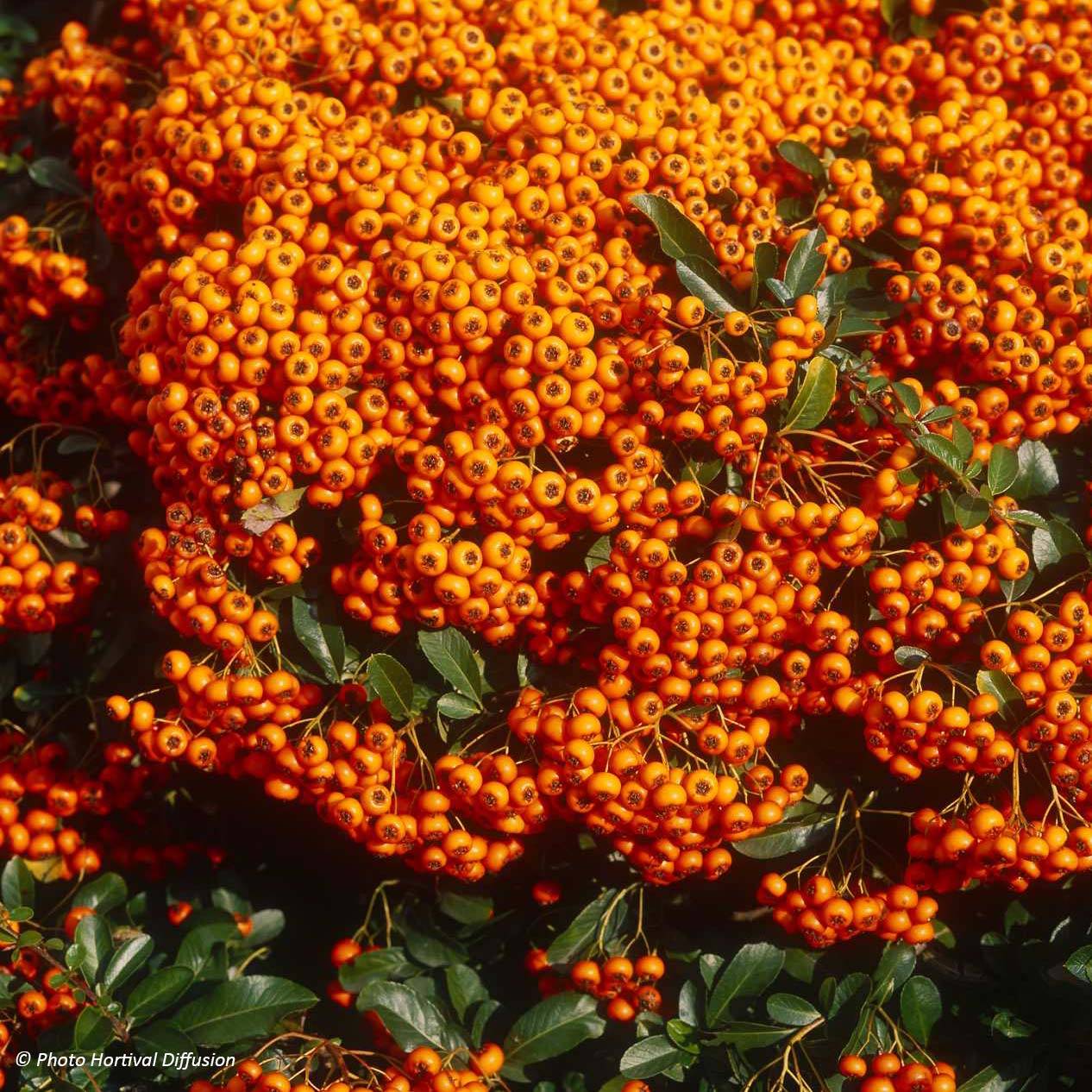 Pyracantha SAPHYR Orange - Buisson ardent Pot de 2L/3L - Image 1