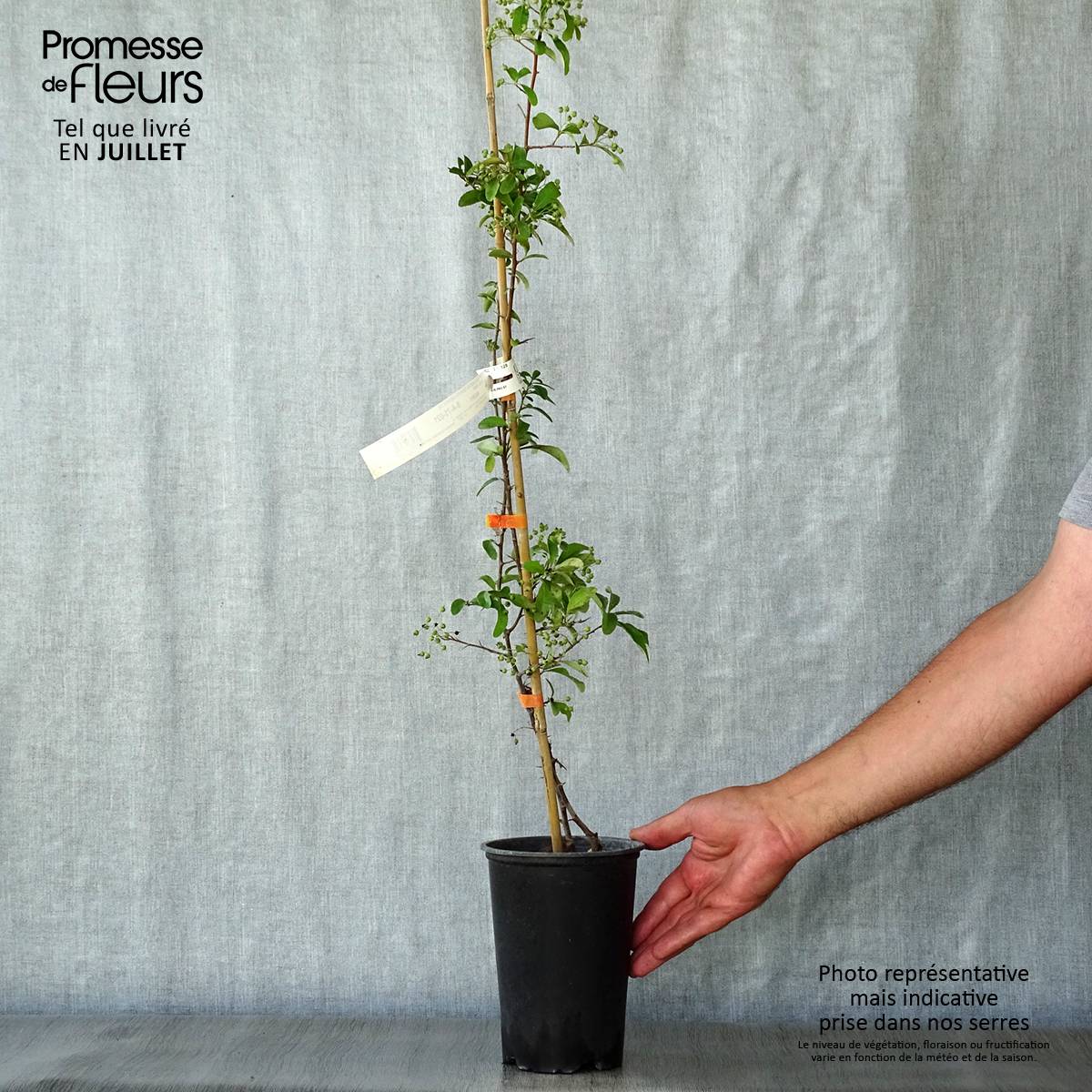 Pyracantha SAPHYR Orange - Buisson ardent Pot de 2L/3L - Image 2
