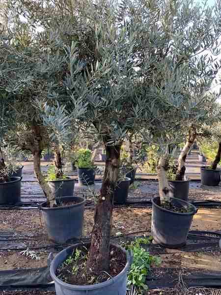 Sans Marque - Olea europaea (Oliviers) gros sujets Couleur floraison:Blanc - Taille:Périmètre de tronc 60/80cm - 170/220cm - Imagen 3