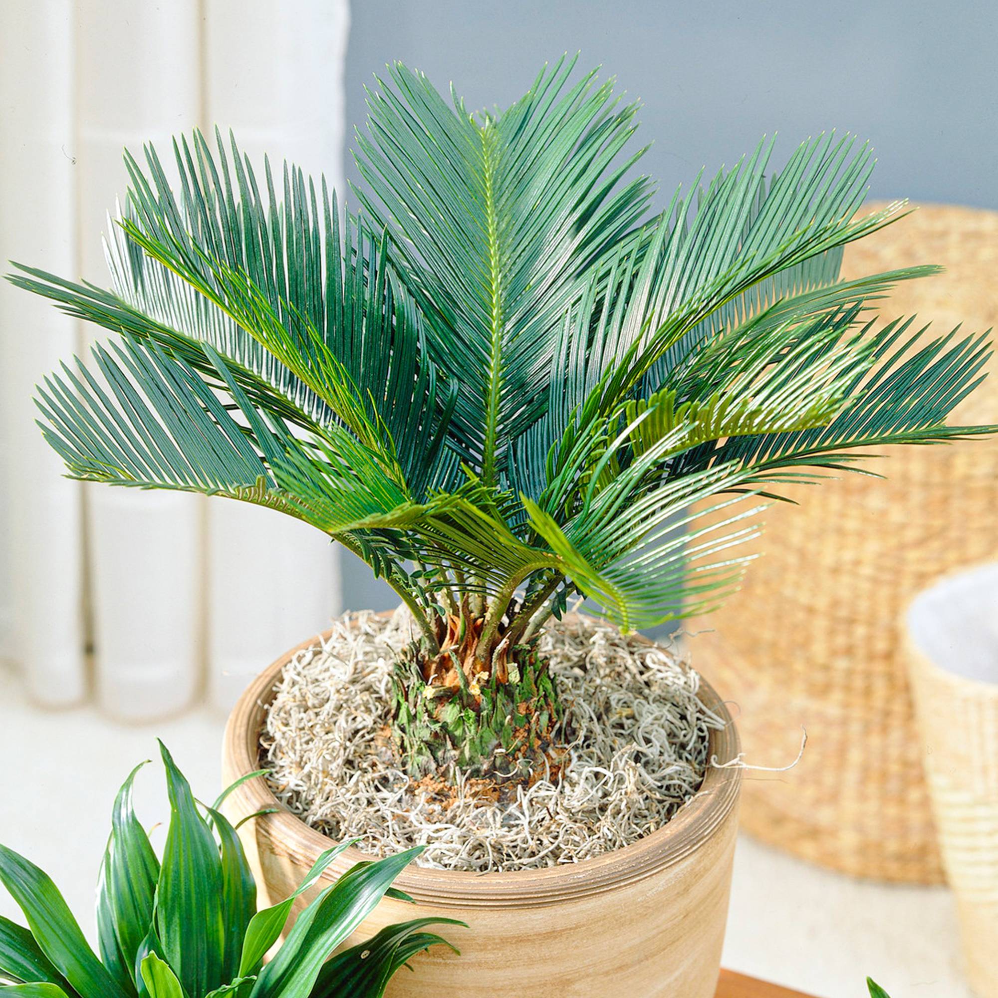 Gardenersdream - Cycas Revoluta – Sagoutier | Plante D'Intérieur Vivace De 30 À 40 Cm - GardenersDream