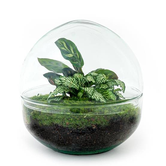 Kit Terrarium Diy - D20 H20cm - Image 3