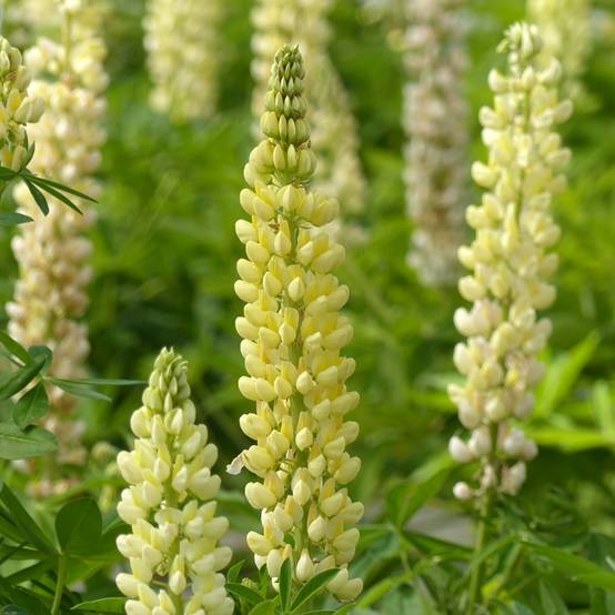 Graines de Lupin vivace de Russel Chandelier jaune le sachet de 60 graines environ (1,5g)