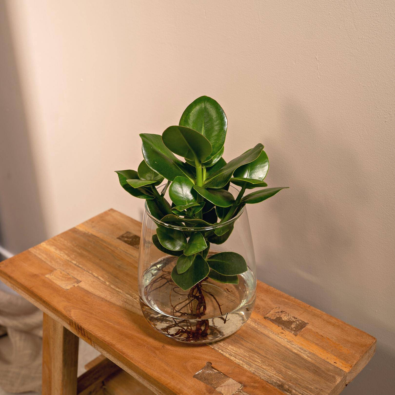 La Green Touch - Clusia en hydroculture et son vase en verre - h30cm, Ø12cm 30cm - Plante d'intérieur- La Green Touch - Image 2