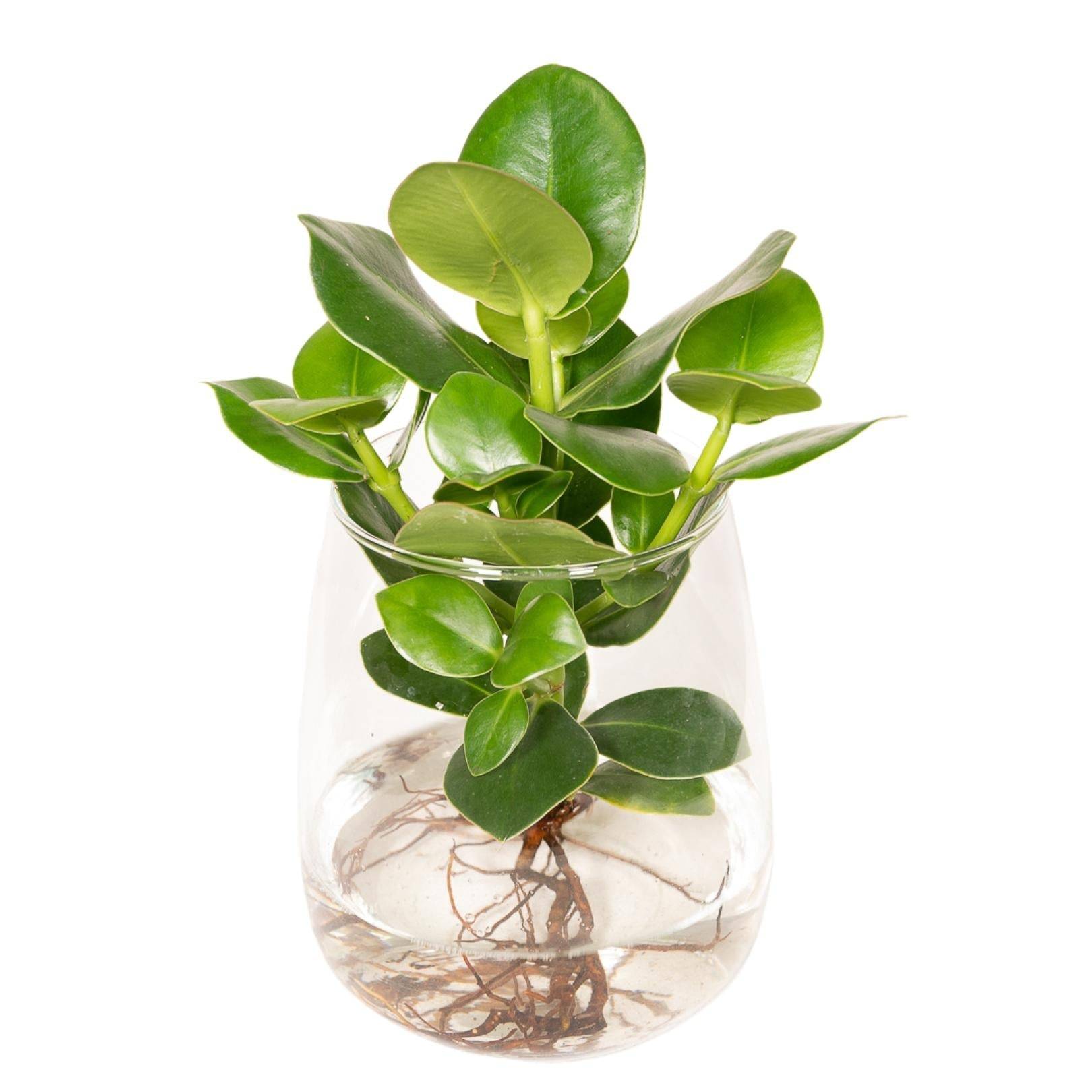La Green Touch - Clusia en hydroculture et son vase en verre - h30cm, Ø12cm 30cm - Plante d'intérieur- La Green Touch - Image 5