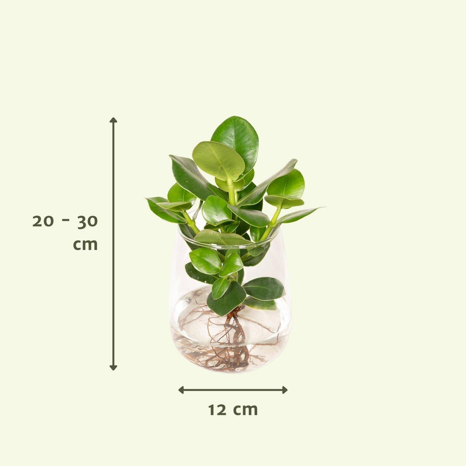 La Green Touch - Clusia en hydroculture et son vase en verre - h30cm, Ø12cm 30cm - Plante d'intérieur- La Green Touch - Image 3
