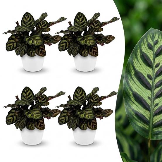 Calathea Makoyana - Plante Paon - Pot de 12cm - Hauteur 25cm - 4 plantes - Blanc - Plantes d'intérieur - Image 1