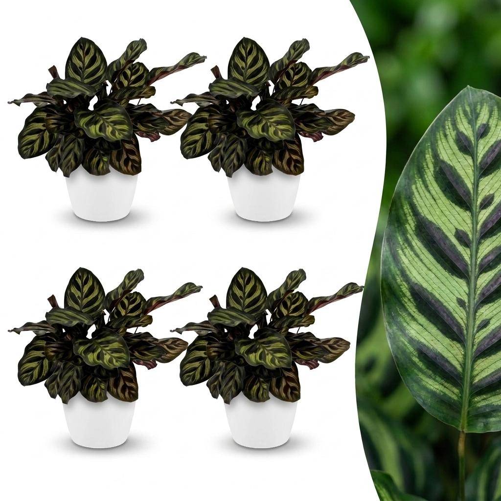 Calathea Makoyana - Plante Paon - Pot de 12cm - Hauteur 25cm - 4 plantes - Blanc - Plantes d'intérieur - Image 1
