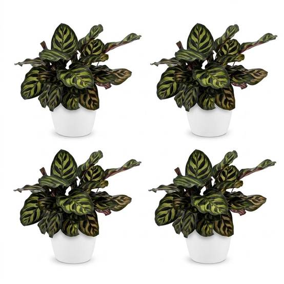 Calathea Makoyana - Plante Paon - Pot de 12cm - Hauteur 25cm - 4 plantes - Blanc - Plantes d'intérieur - Image 2