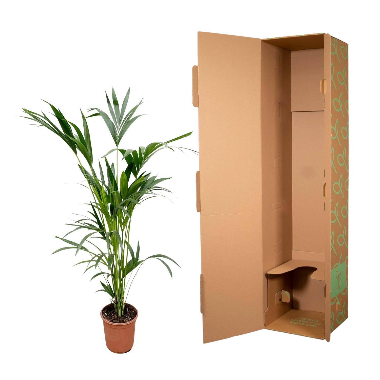 Palmier Kentia - Plantes d'intérieur - Image 3