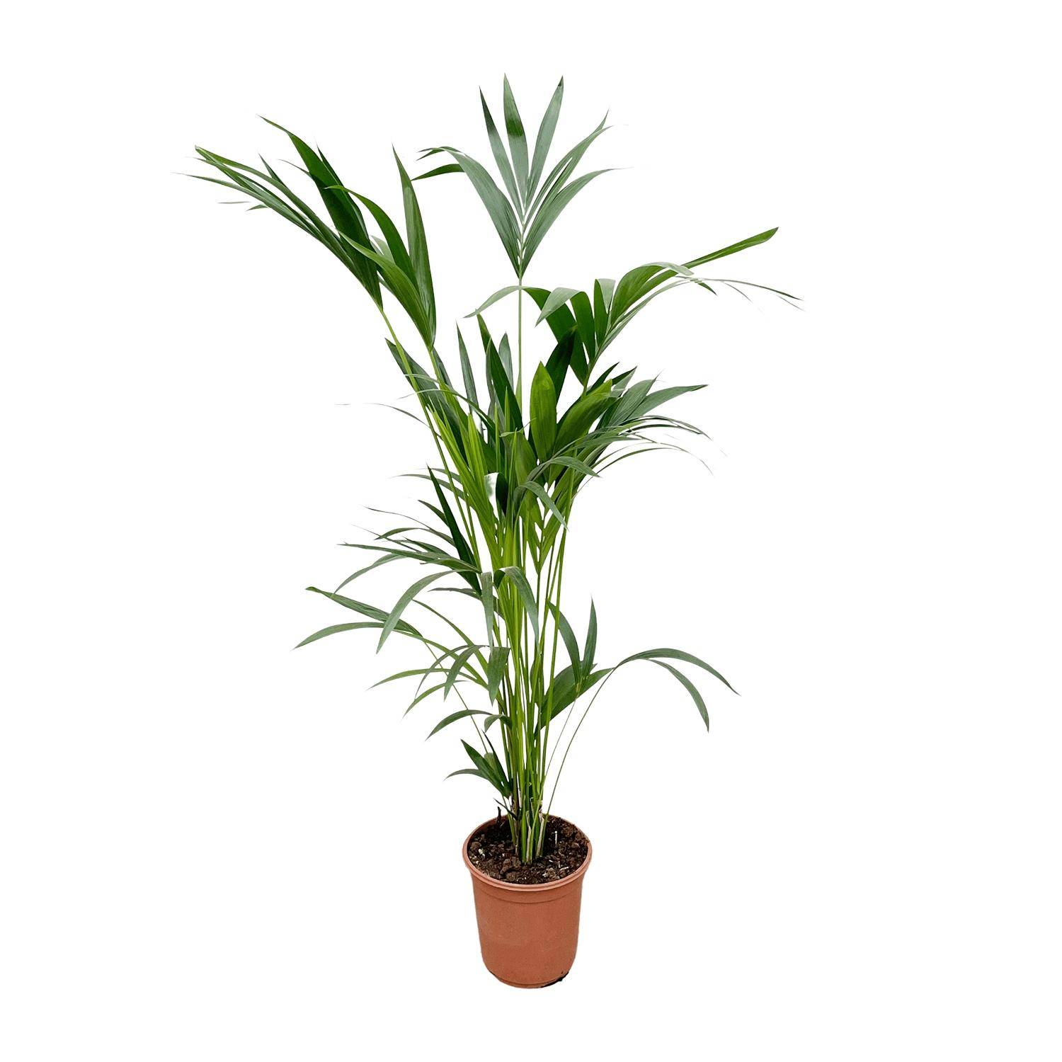Palmier Kentia - Plantes d'intérieur - Image 1