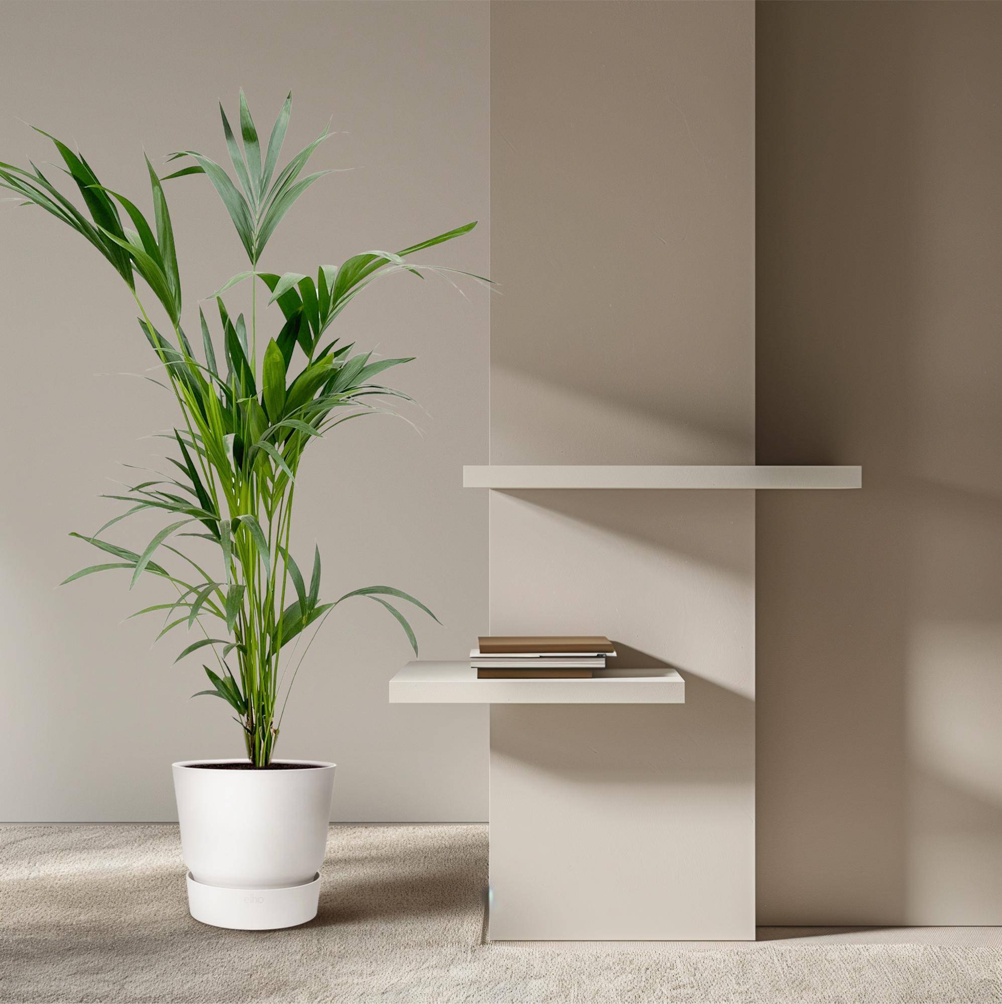 Palmier Kentia - Plantes d'intérieur - Image 4