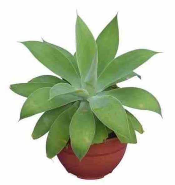 0 - Agave attenuata Pot de 130L 125/150cm