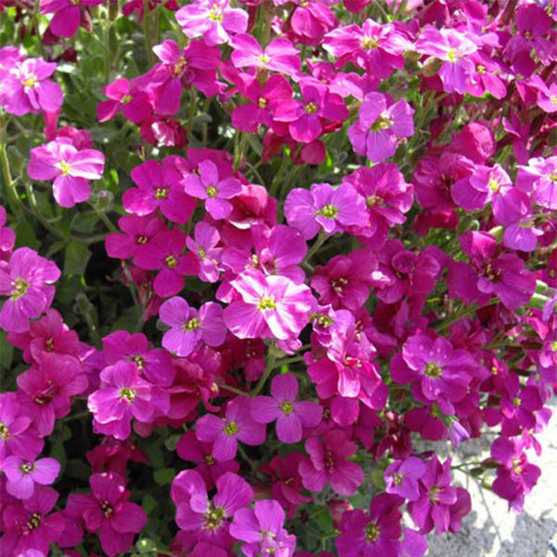 Promesse de Fleurs - Aubrieta Bressingham Red - Aubriète rouge Godet de 8/9 cm