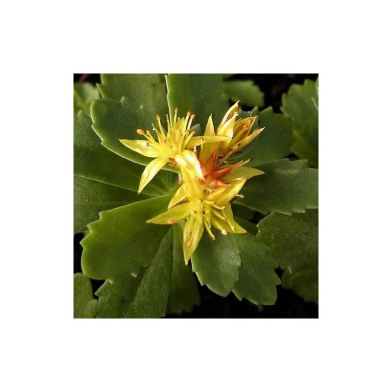 Orpin kamtschaticum, Sedum à fleurs Jaune/ - feuillage Persistant - Godet - 5/20 cm - Imagen 2